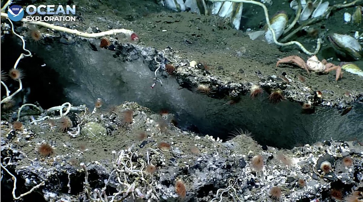 echinoblog's tweet photo. MOAR! METHANE ICE! think about this on other planets! #okeanos part of this #coldseep ecosystem! #seascapealaska 2015 m https://t.co/uQw1WYV0lo