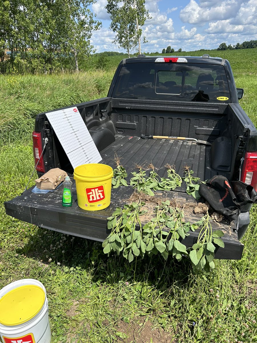 Nodule count peaks after R2. If near this stage it’s a good time to dig up some plants to asses nodulation and root health. LALFIX Proyield is strutting its stuff with OVER 12 active nodules per inch of tap root.