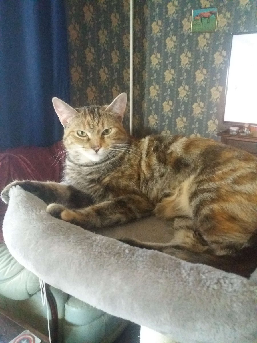 ★TwinklePhoenix★ tweet media