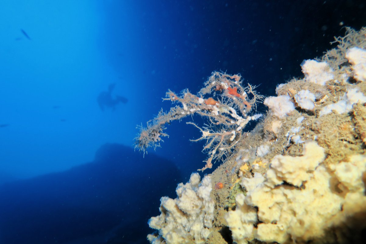 NuMargarit's tweet photo. During the exploration of the Montgrí caves we were able to witness the effects of climate change @seguimentmari @Med_Recover @UniBarcelona @GraciellaRovira @lucashayesvq @BHereu @cristina https://t.co/9rhZMiS1kH
