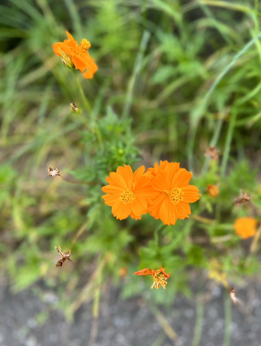 toto_graphy's tweet image. おはようございます🌼
#dailysnap #photographer