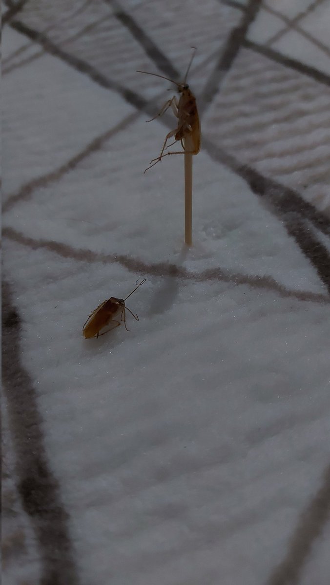 diğer böceklere ibret olsun diye bir tanesini kazığa oturtup meydana çıkarttım