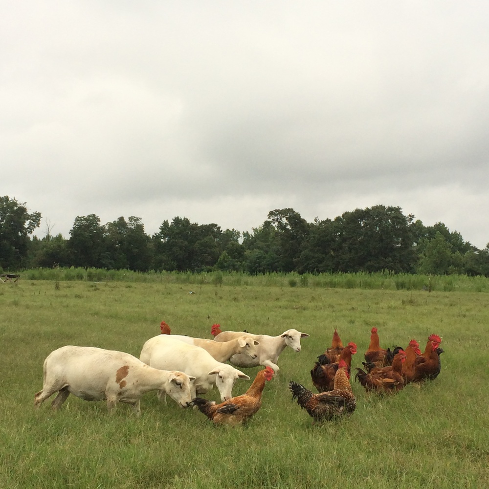 Has someone who writes educational books for children, I am always looking for ways to help children understand  places they may never see in person. Sadly, many kids will never visit a #farm.This picture caught my attention because I had never seen #sheep and #chickens together.