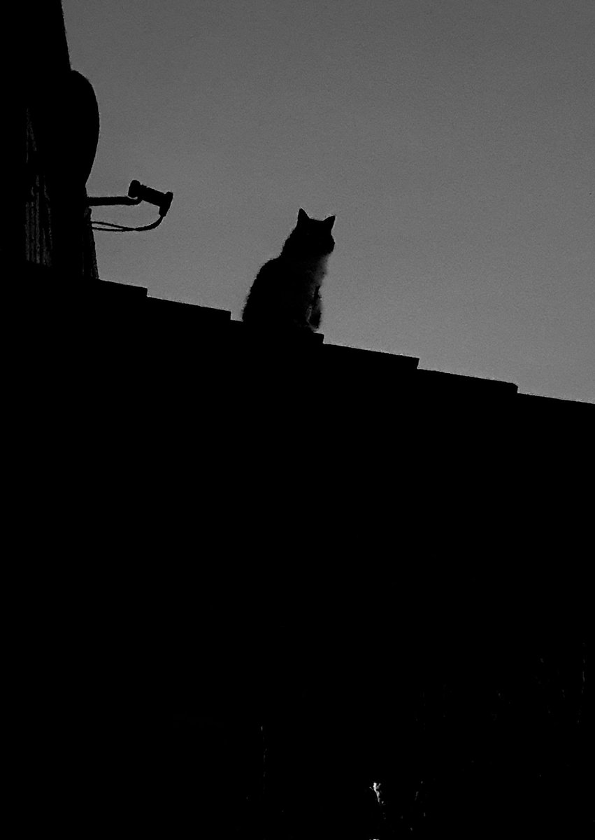 Bed time for me.  Missy has other ideas!