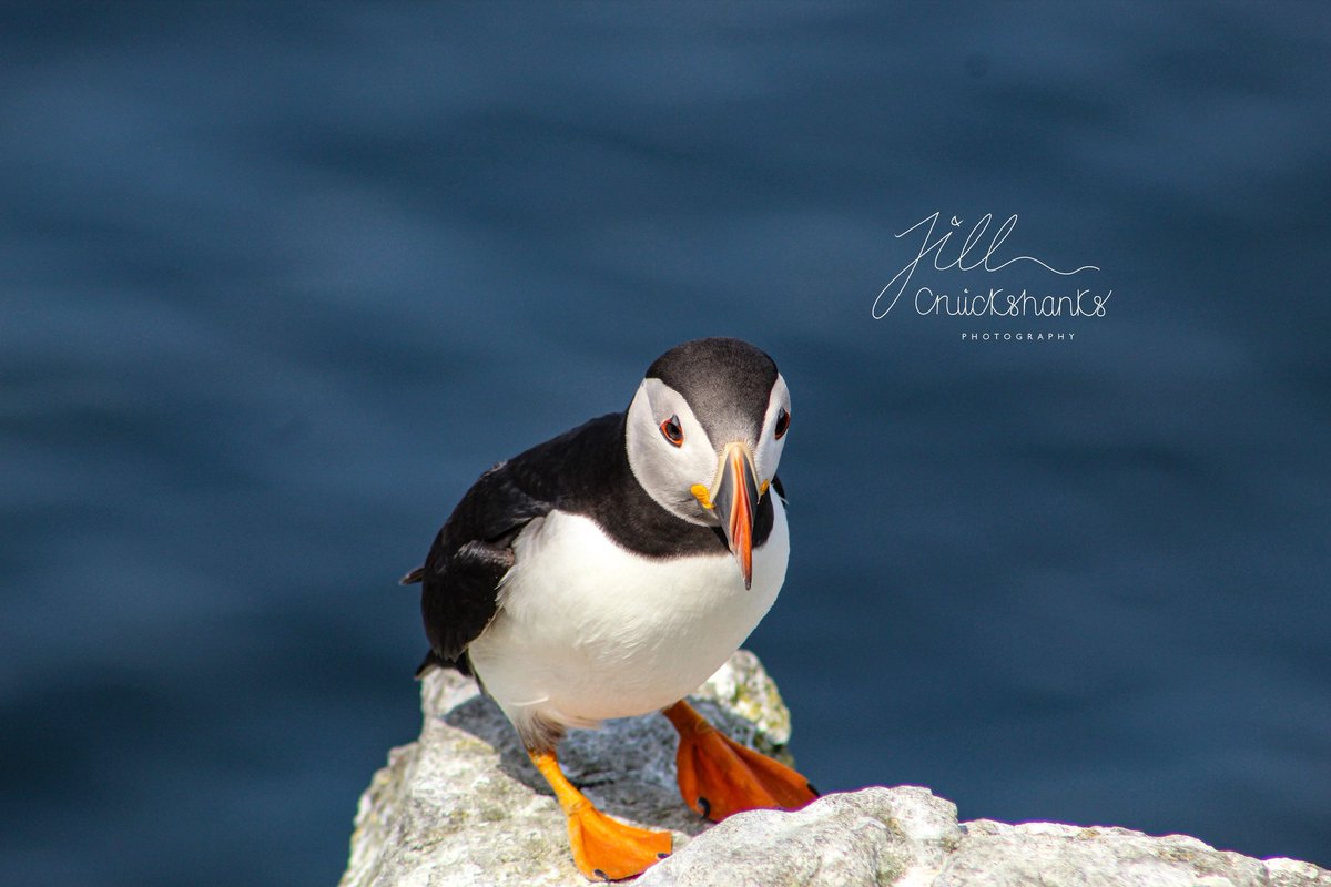 CruickyJR's tweet photo. #puffin #photographylovers #potd https://t.co/Zxaijopibv