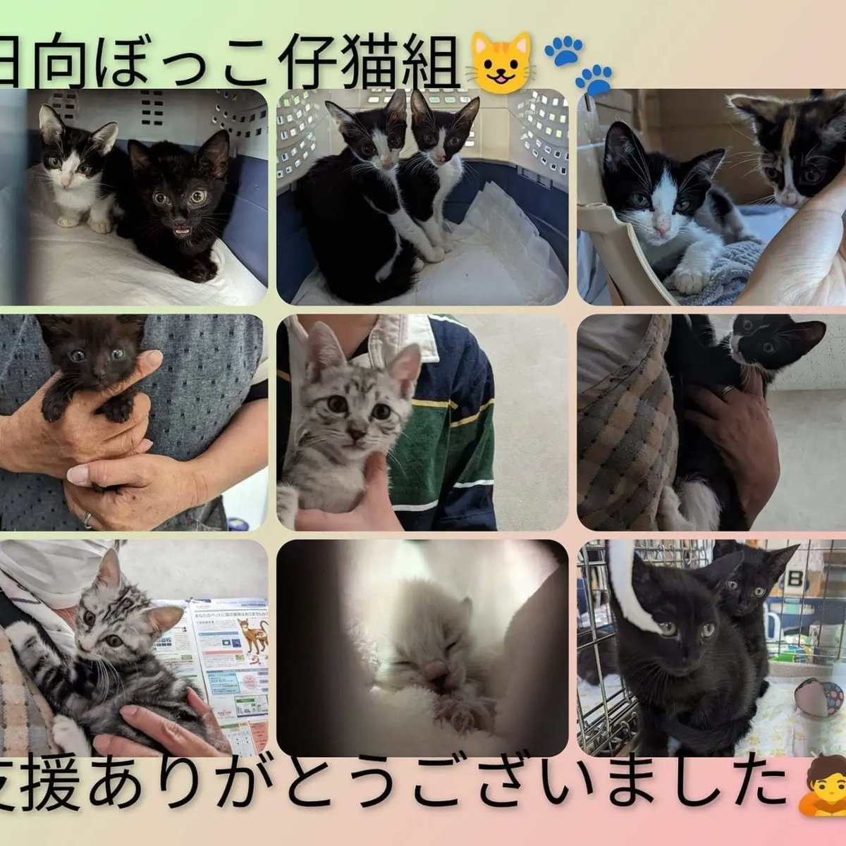 izumi20325's tweet photo. 令和５年7月18日
🆘🆘拡散希望です🆘🆘
拡散のご協力を宜しくお願いします🙇

☀️日向ぼっこ🐶🐱たくさんの保護っ子達が肩を寄せ合い生活しています。
中にはケガや病気（AIDS、白血病、ＦＩＰ、癌）で治療が必要な子たちがいます。 https://t.co/GlOggfJUBZ