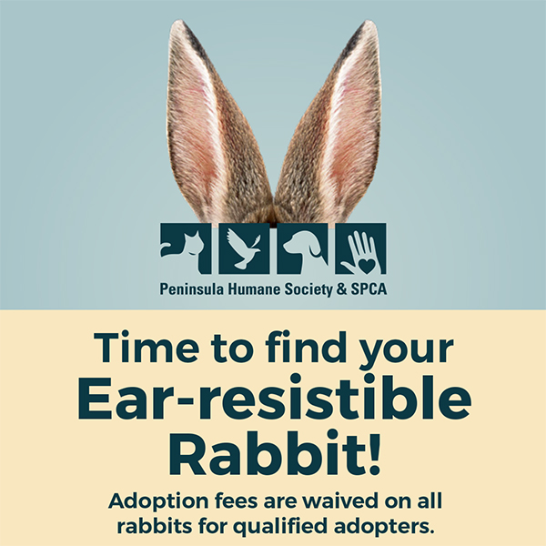 PeninsulaHumane's tweet photo. Thinking of adopting a bunny? its purrfect timing! #adoptarabbit #phsspca https://t.co/smg6LhH4Ai