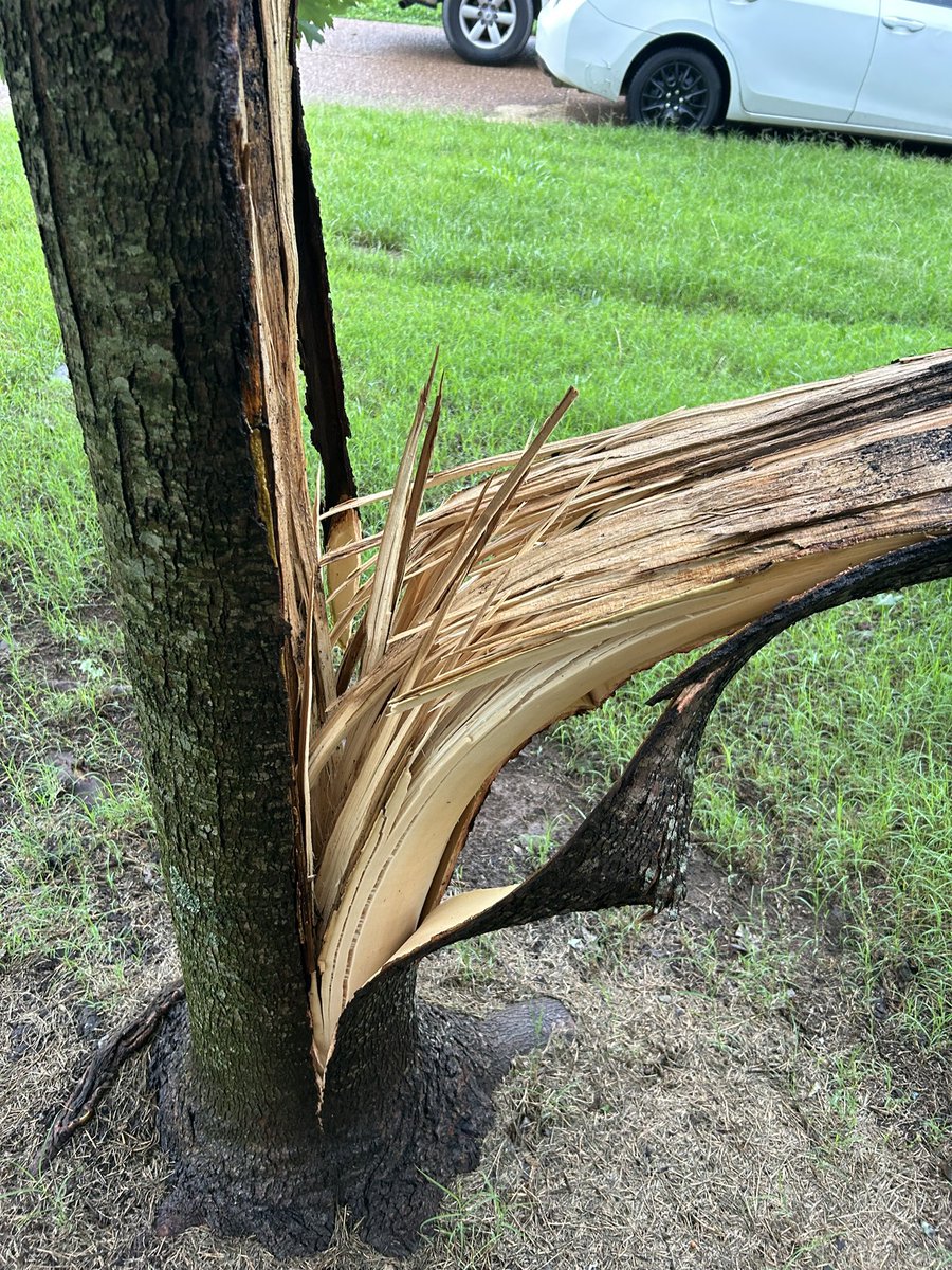 gladtobeamomof3's tweet photo. @NWSNashville This is what the severe storms did to one of the trees in our front yard when they rolled through today https://t.co/UlIbM0TEpS