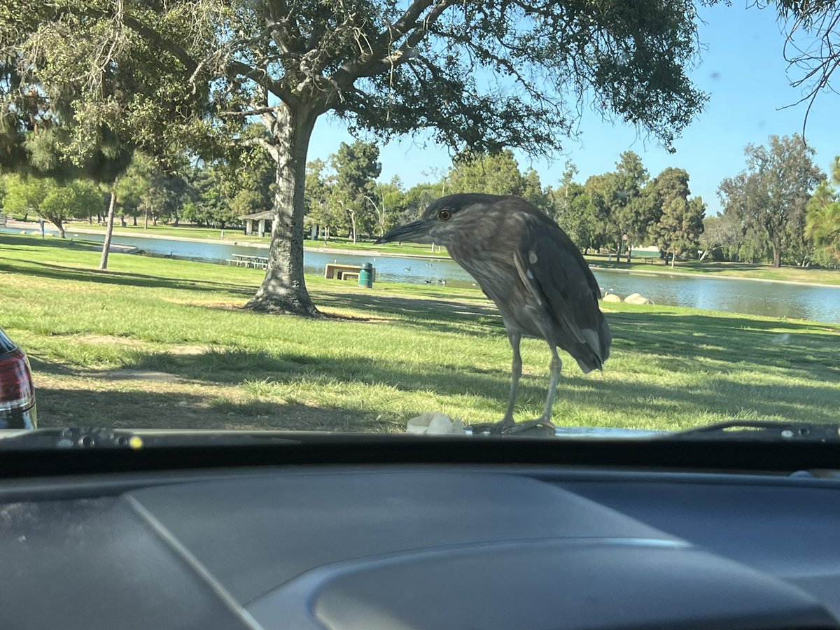 . <a href="/fiaili77/">Fia Ili</a> and I took our dinner to Eldorado park to eat by the pond. Look who joined us!  Anyone know what kind of bird this is? #summertimeintheLBC
