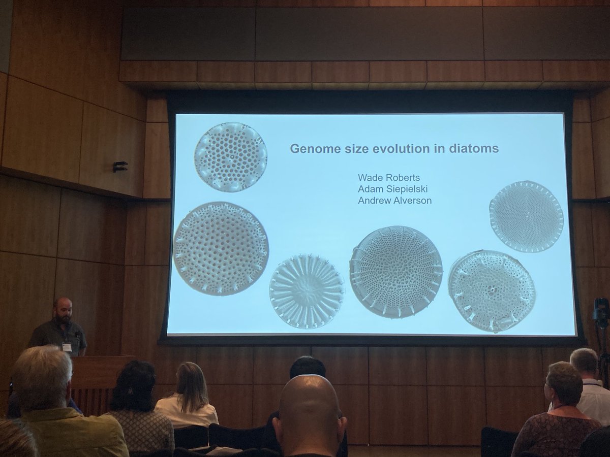 Wade Roberts on the size evolution in Thalassiosirales at #MLD7 ⁦@MLDiatoms⁩ #evolution #genomics