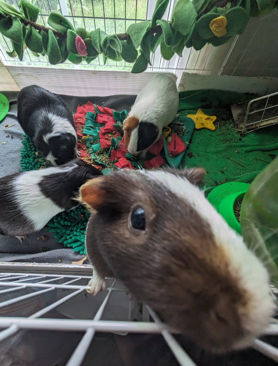seolarwoon's tweet photo. me: owning 4 guinea pigs of my own

also me: watching youtube videos of people tending to their guinea pigs whenever i have free time instead of doing my own guinea pig chores https://t.co/lIHgemI5sg