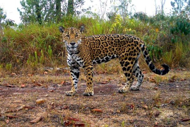 Dr. Claudia Wultsch tweet media