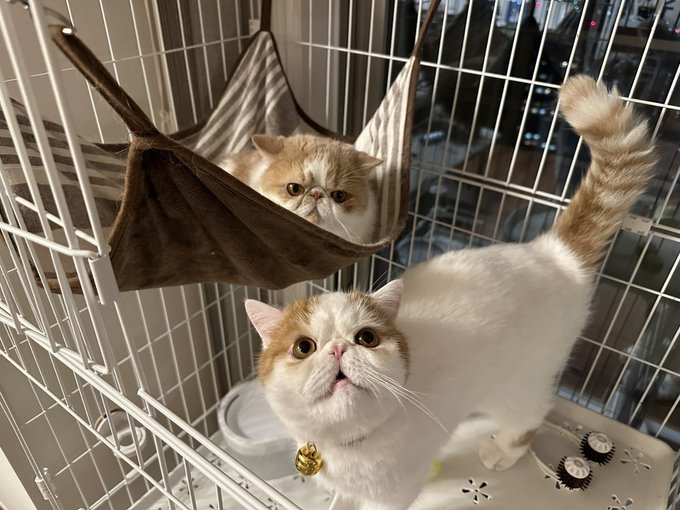 未来猫 〜プロフ必読〜様 専用(感謝) コスメ・香水・美容 スキンケア