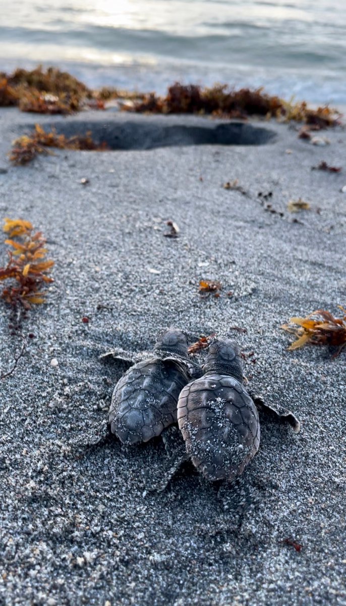 More summer programs are right around the corner 🐢 Sunrise Nest Excavations and Hatchling Releases are starting August 1st. Register today! marinelife.org/eco-experience…