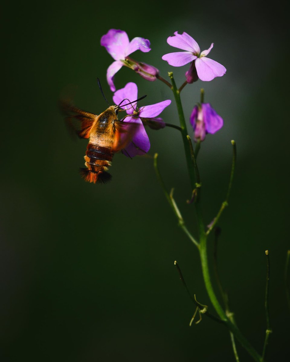 The CCPC tweet media