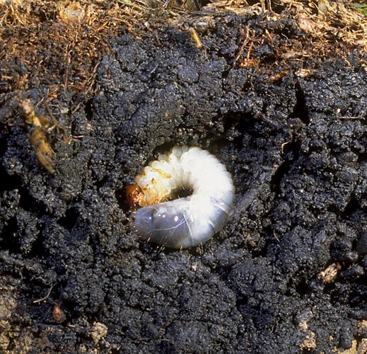 HAVE YOU HAD PROBLEMS WITH GRUB WORMS? https://t.co/rtpDnfkObE have 9 Heirloom Seed Packages in Stock, Our Individual Varieties, New Fall 2022 Harvest Seeds, and Sale Priced Now.  https://t.co/KLjRkhCBXy…#garden #seeds #preppers https://t.co/X0qIZjUZyF