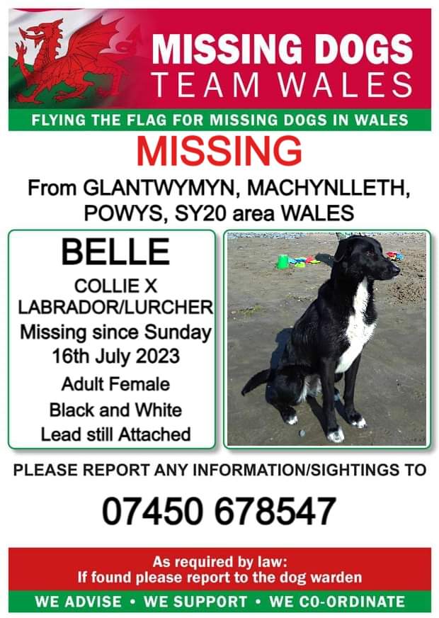 juliagarland73's tweet photo. #Missing #Missingdog #Glantwymyn #Machynlleth #Powys #SY20 area #WALES 🏴 🏴 🏴 🏴 #Teamwales https://t.co/L36NXR55Ot #lostdog #lostpets https://t.co/Z1Vwi7HvM2