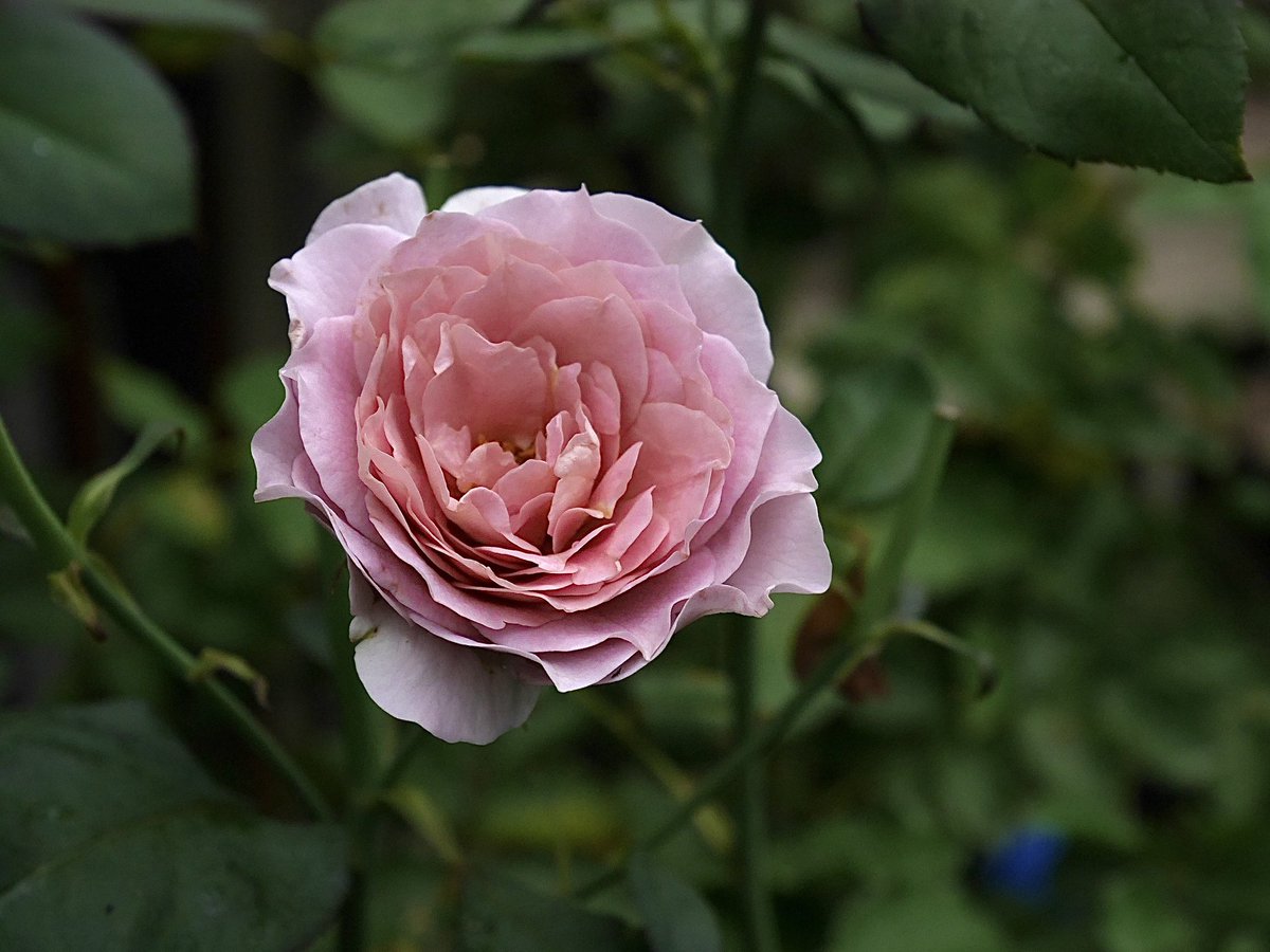rose_runner's tweet photo. おはようございます
今朝のお庭より
#令の風
今年はハダニが多い
このところ朝にシリンジ（葉水）をして様子を見ています
#ReiNoKaze
#バラ https://t.co/IIwoDpFbsO