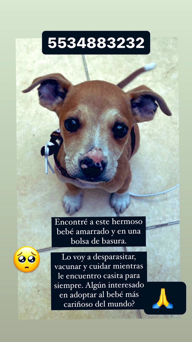 mauricio_gatica's tweet photo. Ayúdenme a encontrarle un hogar 🏠🧡 https://t.co/tZRHsN7CQl