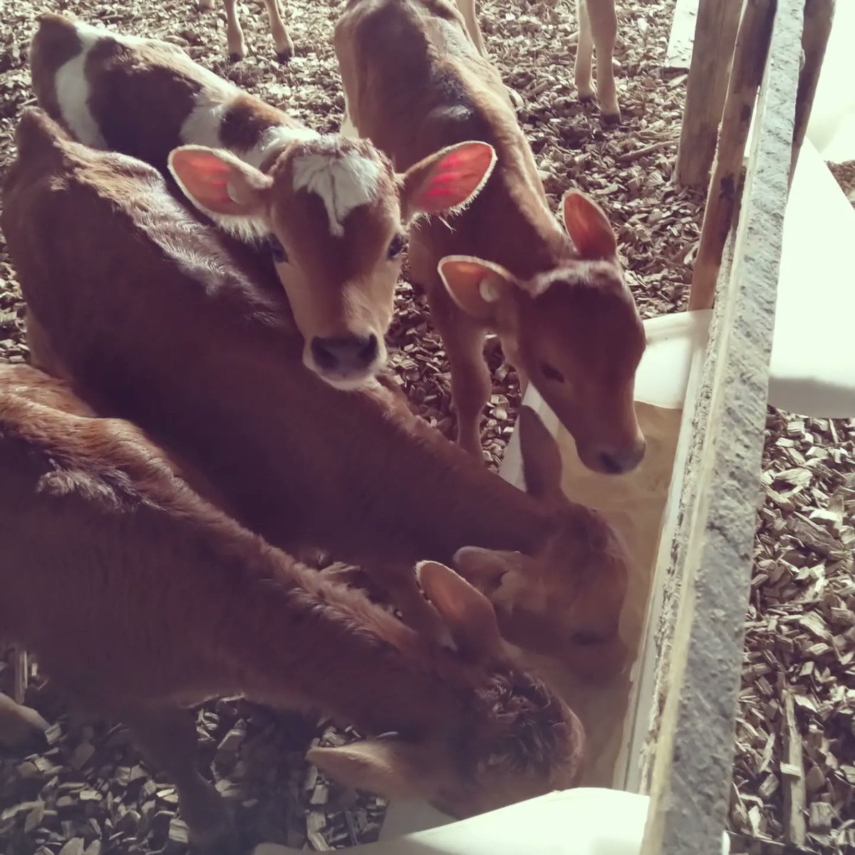 duck_willy's tweet image. Our calves have always loved getting opticalf every year it's like lollies cant get enough of it, we feed it adlib alongside the muesli/meal &amp;amp; haven't had any issues with scouring (touch wood) since started using it few years ago now 😍 @bartjevandeven #calving23