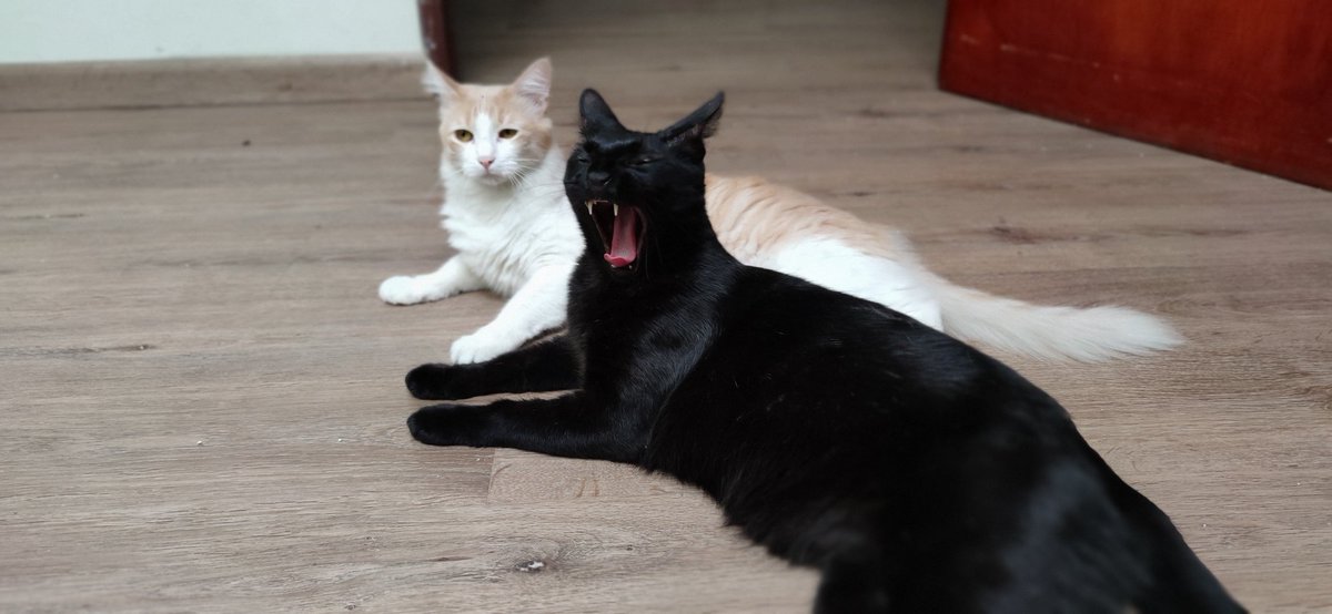 cHreSjB's tweet photo. Mis aguados 🐈🐈‍⬛ ❤️ https://t.co/Qvkt0TMUen