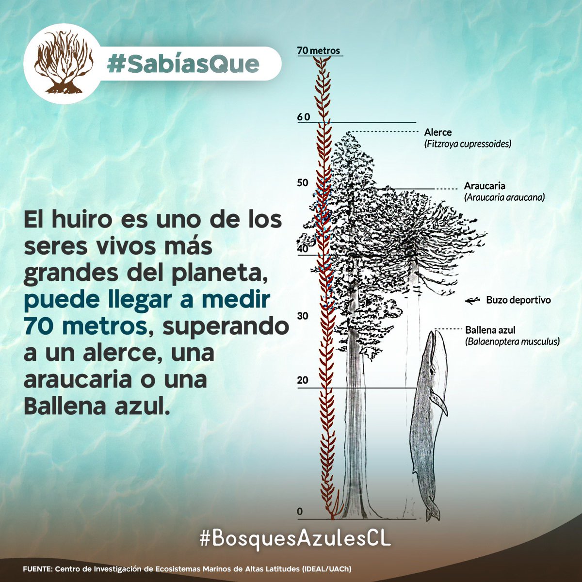 DefendamsChiloe's tweet photo. A ver si sabías esto !!!

Esta alga enorme que vemos en nuestras costas , llamada HUIRO puede llegar a medir 70 metros !!! 
Superando al Alerce , Araucaria y Ballena azul .

Jueeee se pasoooo 

Info via campaña Salvemos los #BosquesAzulesCL de la #Patagonia .

@ChiloeMinga @BosquesAzulesCL @El_Ciudadano @OceanosferaCL @fmaryciencia 
@AlgaLab @MMAChile @chungungoSNP @CCCTDF @Sepulinares