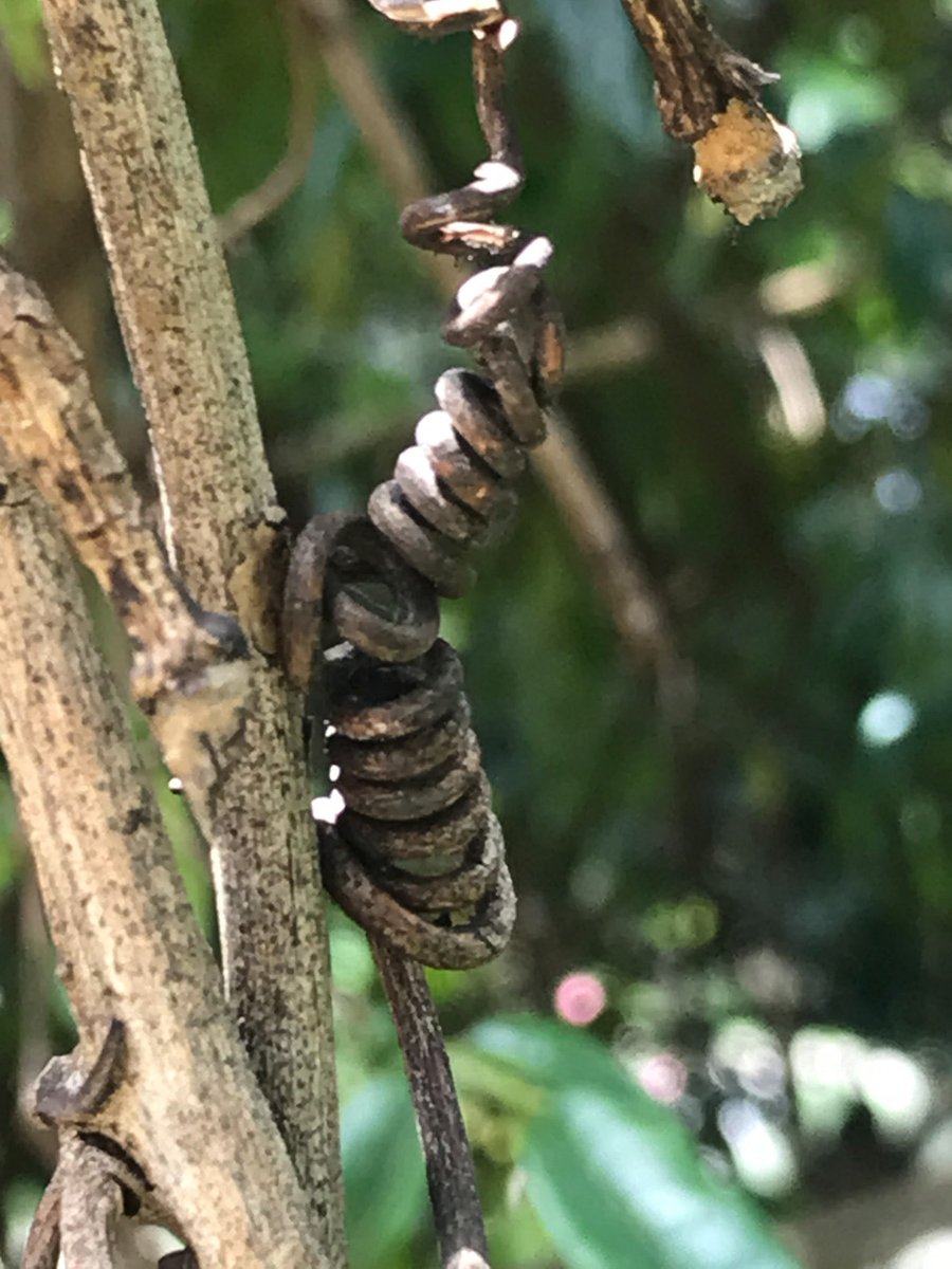 Yourmung's tweet photo. 5 minutes at the garden, small marvels series

#nature
#naturaleza
#naturephotography
#naturephotographer 
#naturephoto 
#colombia
#travel
#viaje
#marvel
#maravilla #bogotart 

To see more: 

https://t.co/poMfJCBHcH

https://t.co/NldCPJya9a

https://t.co/48utLUGOmJ https://t.co/AFKazyYBQu