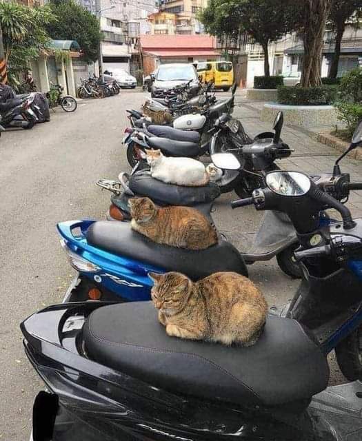 catshealdeprsn's tweet photo. https://t.co/iOemstDhd8