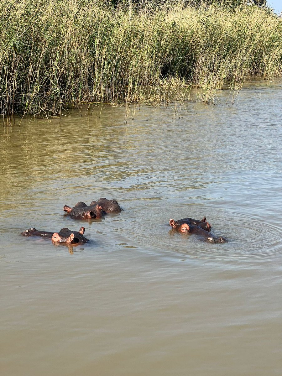 BP971's tweet photo. Day #4... Sainte-Lucia!!! On découvre autres choses en sortant des métropoles a l'américaine. #SouthAfrica #nature #traveltrip #hippopotamus https://t.co/1gkXnp1FLX