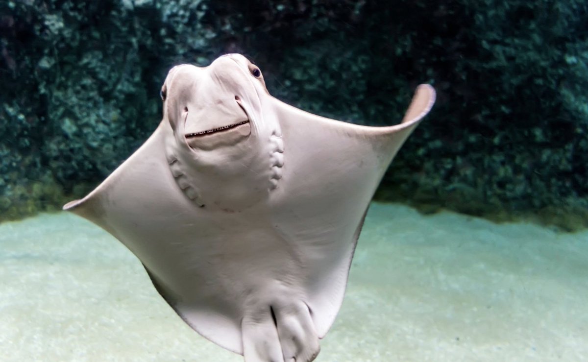 CatherineLloyd's tweet photo. The older I get the more I love cow nose rays. I mean look at these lil guys!! So adorable! Every year they come up to the Chesapeake Bay to make babies and then they go back to Florida for the winter https://t.co/aOzm7wuo2B