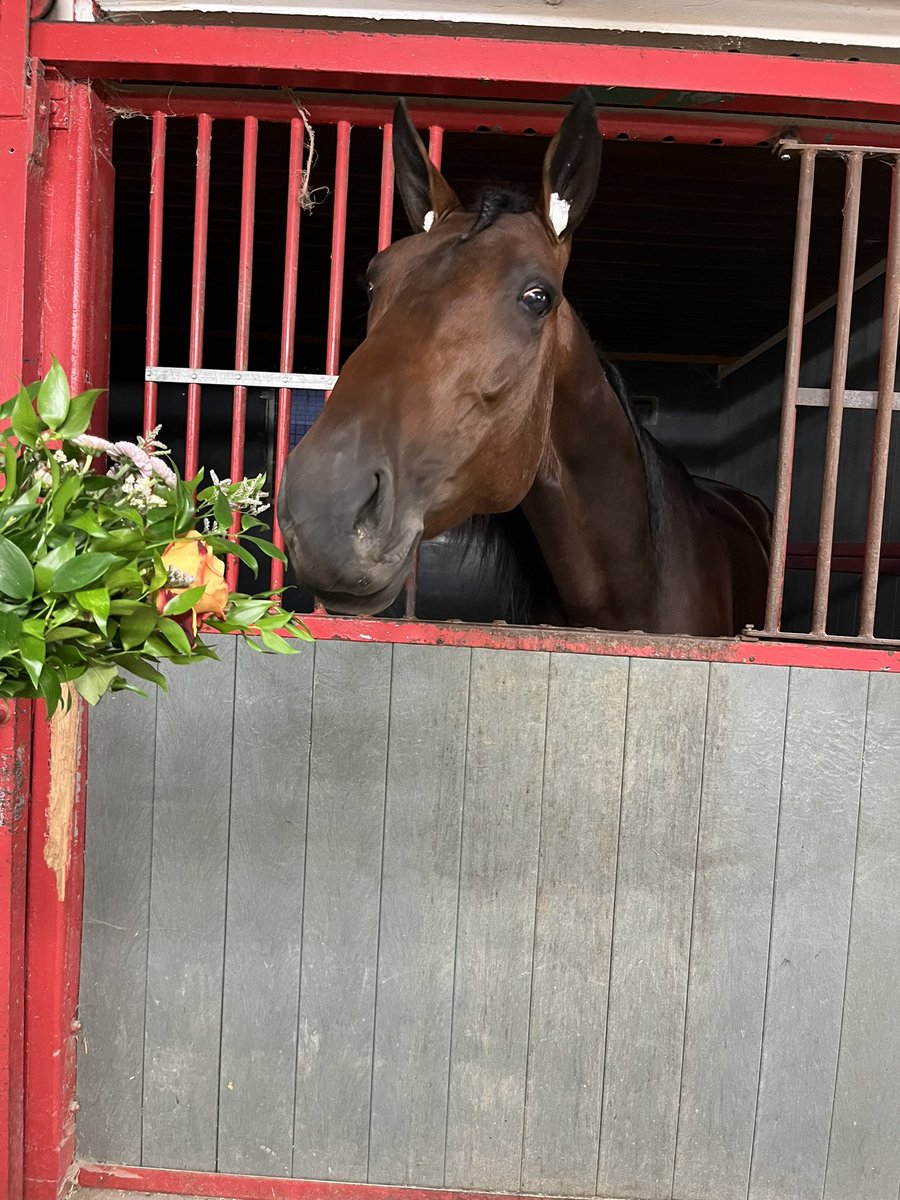 När man nästan tappat hoppet så dundrar han runt på 14,6/2640 m och vinner med 8 längder med huvan kvar. 
Tack kompis, detta behövde både du och jag ❤️
Vanity Flair 💥