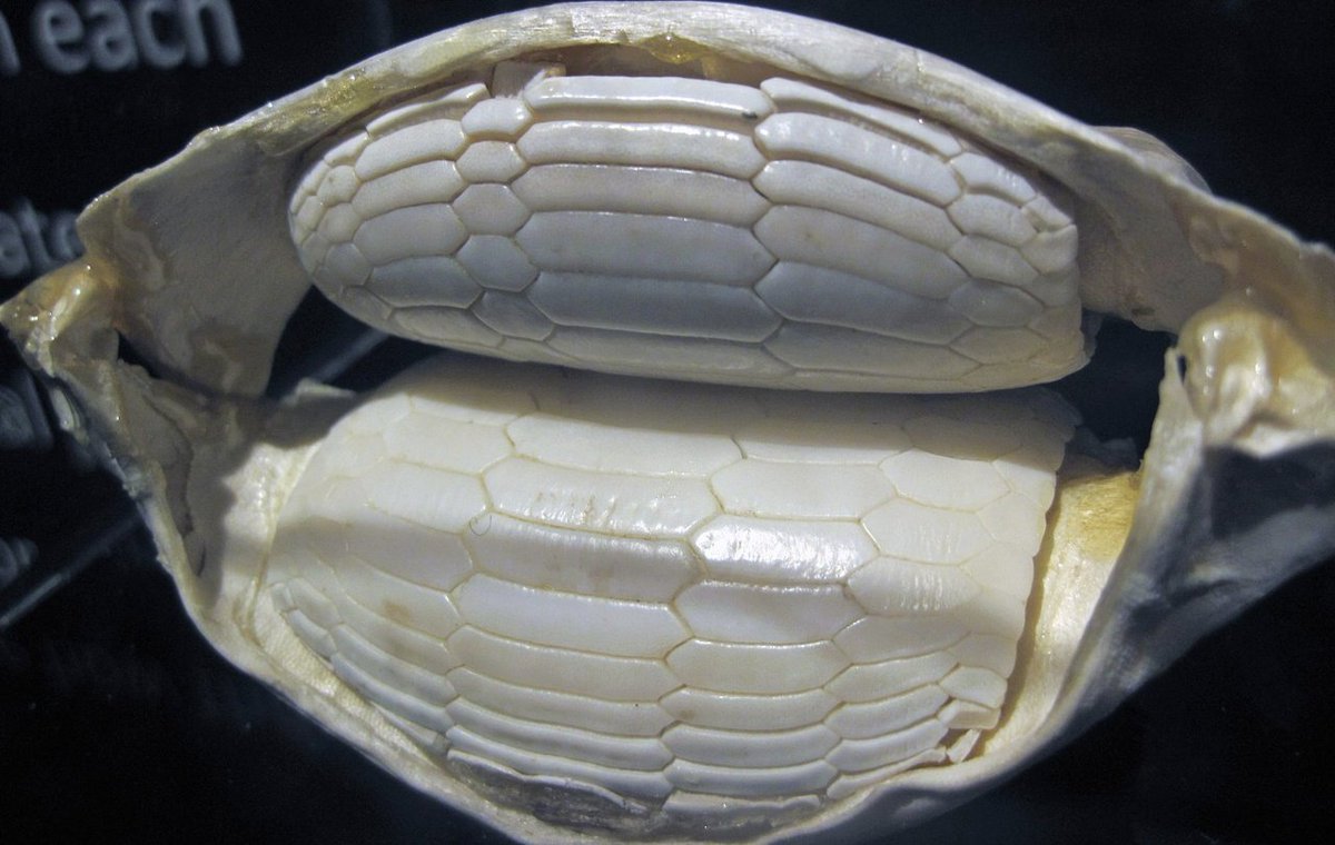 CatherineLloyd's tweet photo. However, I just learned that this is what their teeth look like and I can't. Nature is wild https://t.co/fTI17LcWOi