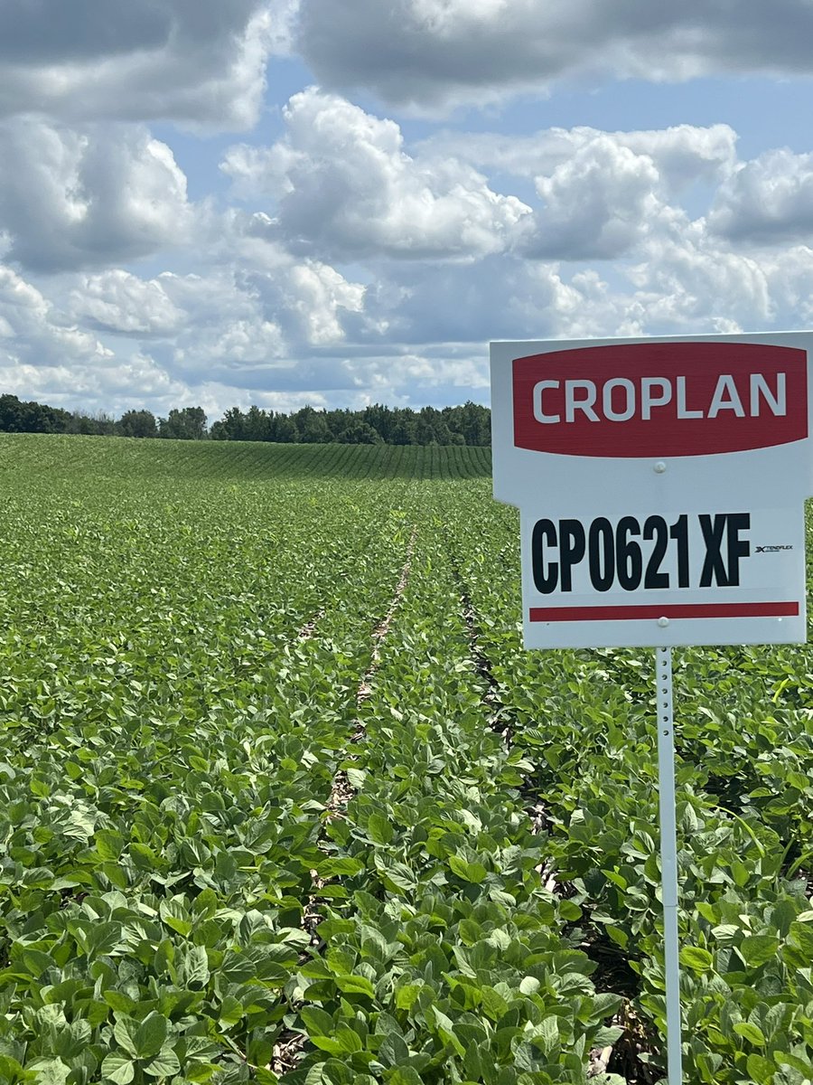 HargreavesRyan1's tweet photo. A busy day walking and signing fields in the northern part of my sales region, crops are looking better, and corn looking to start tasseling this week. If your looking to tour any demo sites or fields in Huron, Grey and Bruce counties give me a call #CROPLAN #Ontag #WinPak https://t.co/lqmJpMcFh7