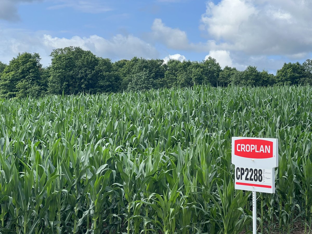 HargreavesRyan1's tweet photo. A busy day walking and signing fields in the northern part of my sales region, crops are looking better, and corn looking to start tasseling this week. If your looking to tour any demo sites or fields in Huron, Grey and Bruce counties give me a call #CROPLAN #Ontag #WinPak https://t.co/lqmJpMcFh7
