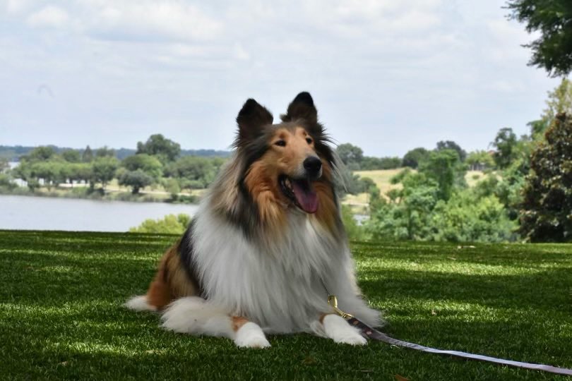 Reveille X (@reveille) on Twitter photo My Aggies, guess what! I got to take a trip to <a href="/dallasarboretum/">Dallas Arboretum</a> and play in the grass and see all of the colorful flowers! 🪷😍🌸🐾
We only have a month left this summer until we’re all reunited and I just can’t wait!! My Aggies, guess what! I got to take a trip to <a href="/dallasarboretum/">Dallas Arboretum</a> and play in the grass and see all of the colorful flowers! 🪷😍🌸🐾
We only have a month left this summer until we’re all reunited and I just can’t wait!!