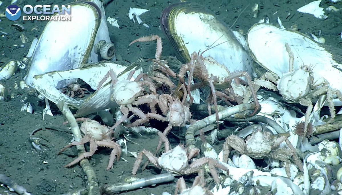 echinoblog's tweet photo. CRABBY feeding frenzy! Not sure what they are devouring-perhaps one of the bivalves? 2008 m depth, #okeanos #coldseep #seascapealaska https://t.co/6VWkL0jG4p