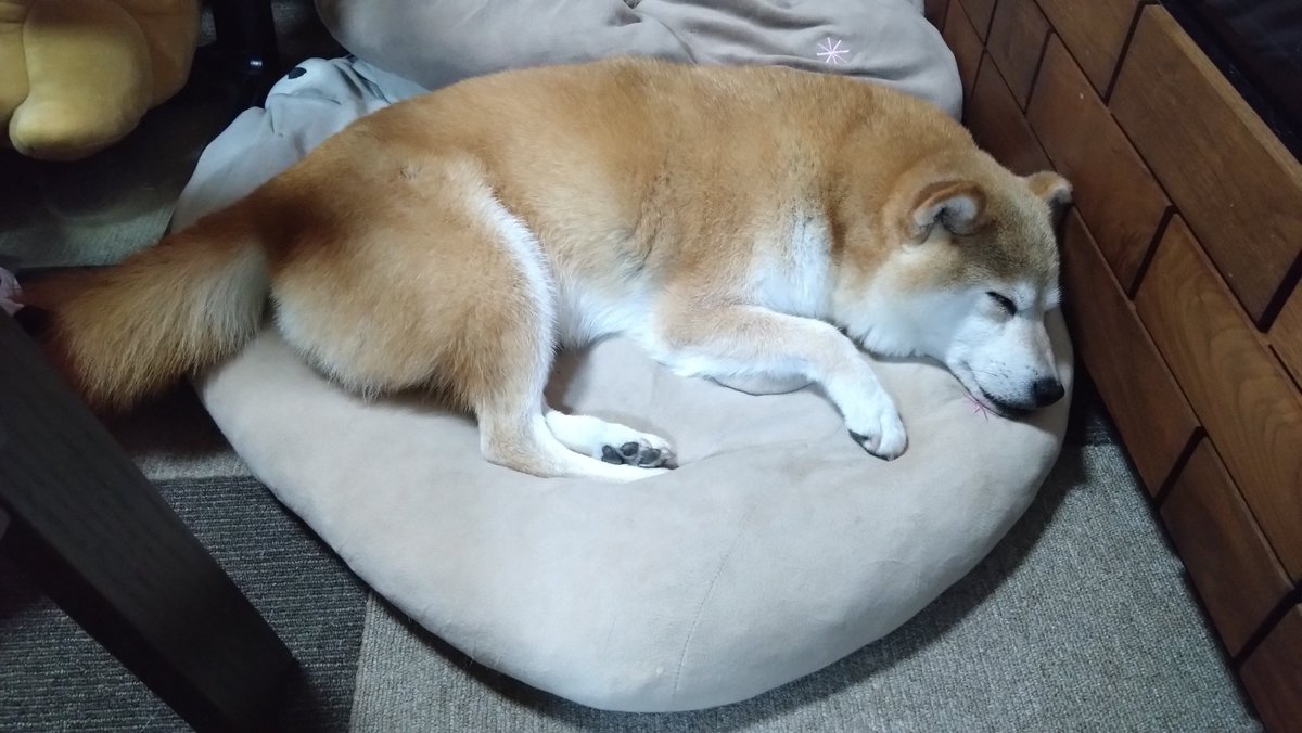 fellowmercury's tweet photo. ナナの居眠り〜🥰 https://t.co/ysdlizcdfs