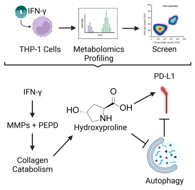 I am delighted to share our work demonstrating the active role of hydroxyproline and collagen metabolism in modulating PD-L1 expression &amp;implications for cancer immunotherapy sciencedirect.com/science/articl…