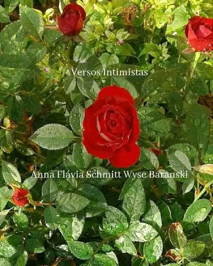 FafaSchmitt's tweet photo. Vou passar na minha
boca o mel de Bracatinga
só para beijar feito louca
a sua boca com poesia.
#bracatinga
#poetisabrasileira https://t.co/SXn5NfRfxt