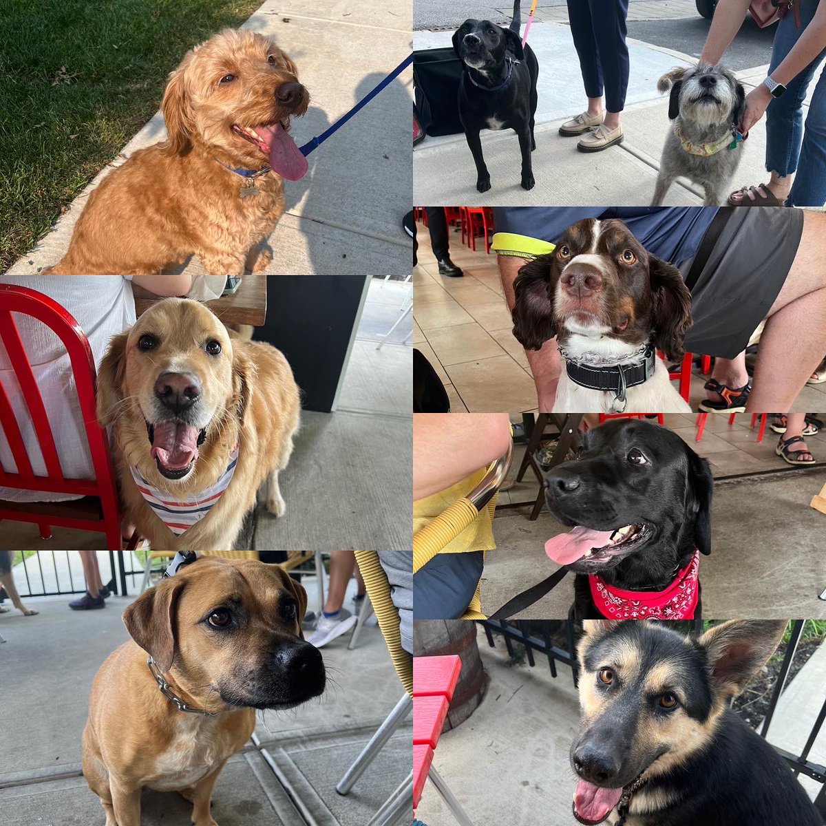 PorchlightPR's tweet photo. We’re petting all the dogs tonight at Pizza &amp; Pups on the Patio! Tonight’s event is part of the @LouMalnatis #SummerTour 🍕 Come check out their dog-friendly patio while the weather is still warm! https://t.co/mXRG92E8tO