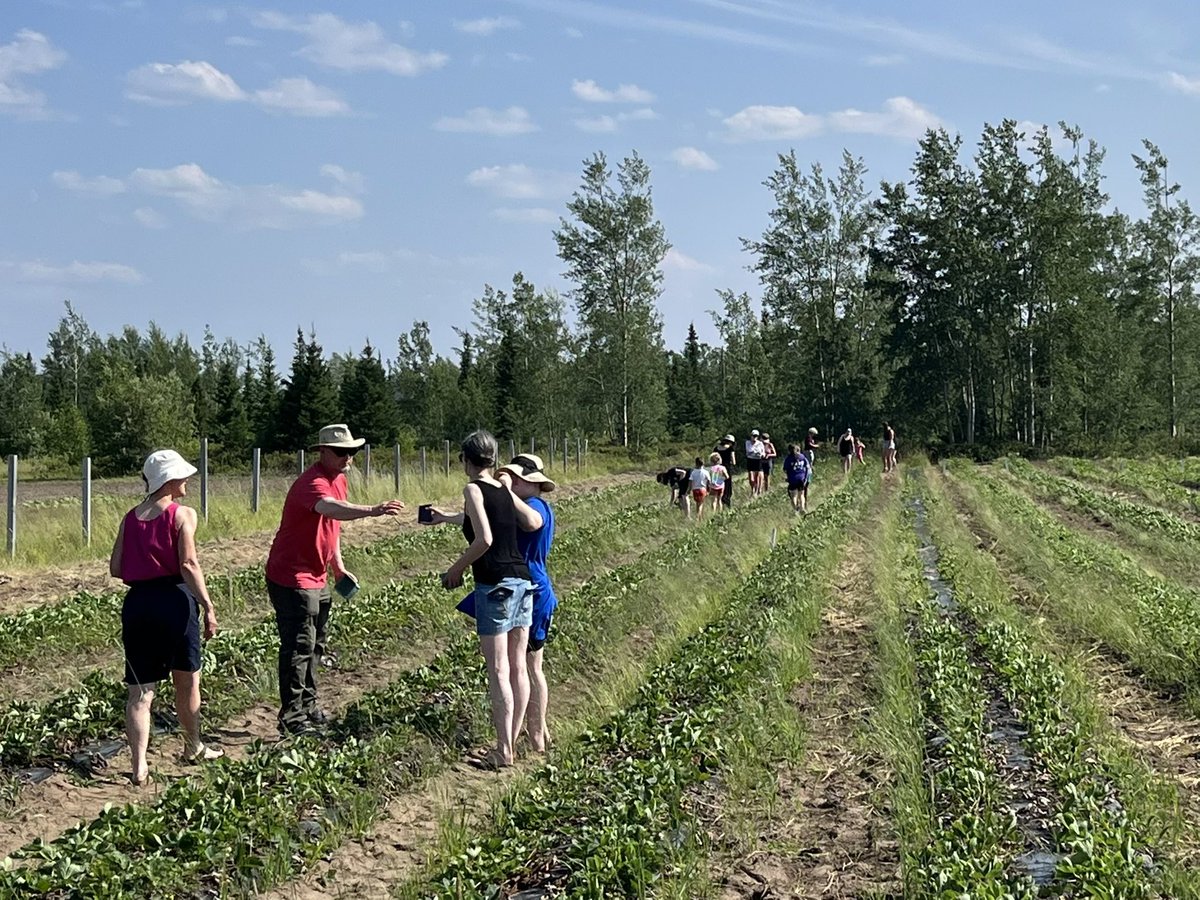 LabradorCampus's tweet photo. Thanks to the over 80 @MemorialU Alummi, students &amp; friends who came out for the Labrador Campus &amp; @MemorialUAlumni Strawberry U-Pick celebration at the #PyeCentre! It was a fabulous afternoon celebrating food &amp; friends! 

Thanks to Johnson Insurance for supporting this 🍓event! https://t.co/0EHp9Xg7jV
