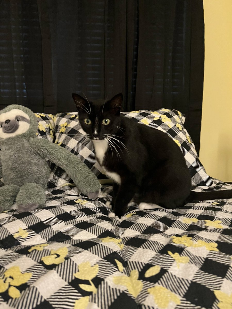 Happy #tuxietuesday pals. I’m Levi and I live with Mommy R’s pawrents in Florida. I be here today to say Hewlo. I hope mew are all having a pawsome day todays. This is so exciting! - Levi