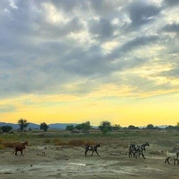 #NewProfilePic
#بلوچستان 
#وتن 
#Dp