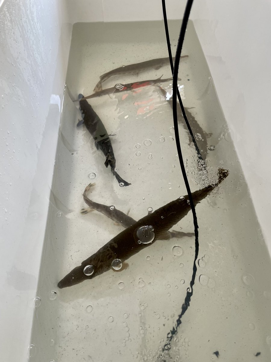 SolomonRDavid's tweet photo. Checking in at Iowa! Gars (or at least the drivers) appreciating the low humidity! #GarTrek Road Trip🚙🐟 https://t.co/TY3zLTzyAi