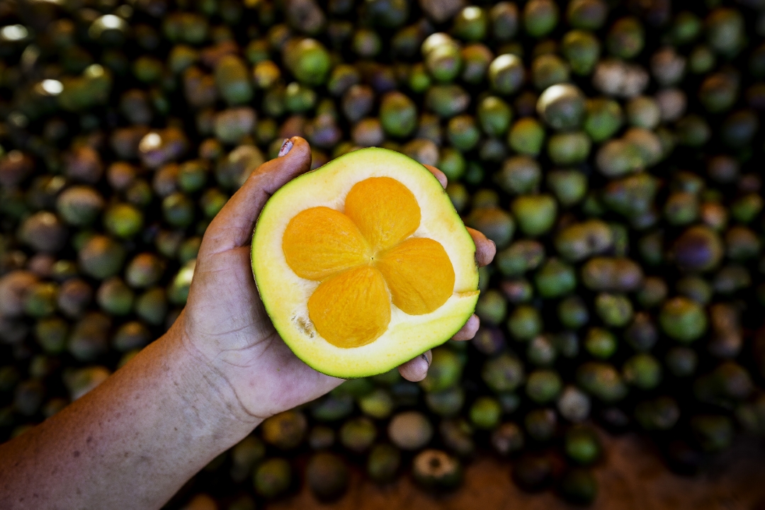 Can you name these fruits? Take a look at how we're working in Brazil to support livelihoods while conserving traditions and ecosystems: ow.ly/UyM450OWAzn #ForPeopleForPlanet