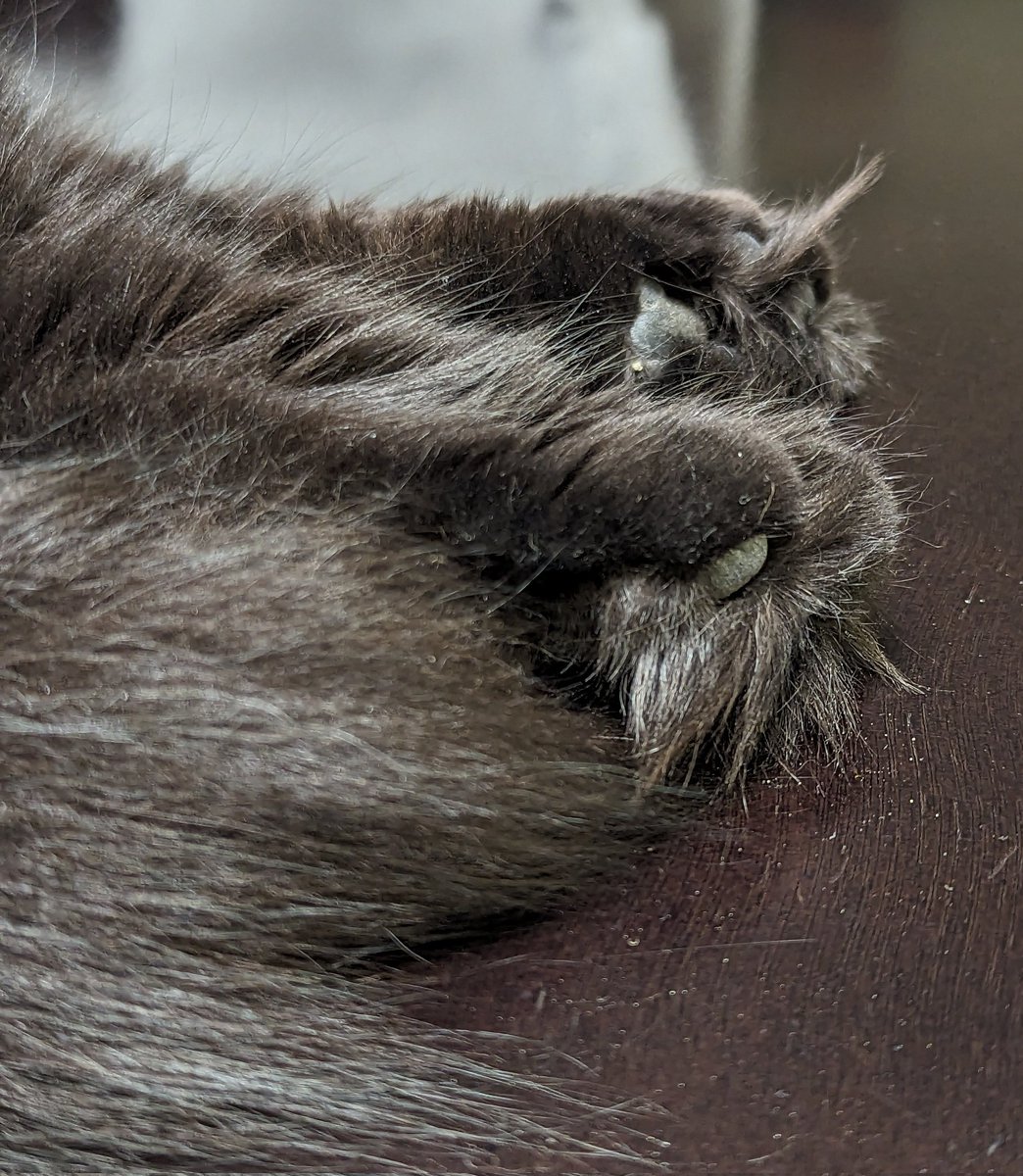 JacksonTheCat2's tweet photo. Good evening from ⛈️⛈️⛈️ Ottawa 🇨🇦! I think my Mom may be one of those weirdo foot people!🙀She sneaked this picture of my back leggies to show my #tuftytoes ! Boundaries, Mom! 😼 #CatsOfTwitter #cats #blackcats #tuesdayvibe https://t.co/OgwzAuEw5V