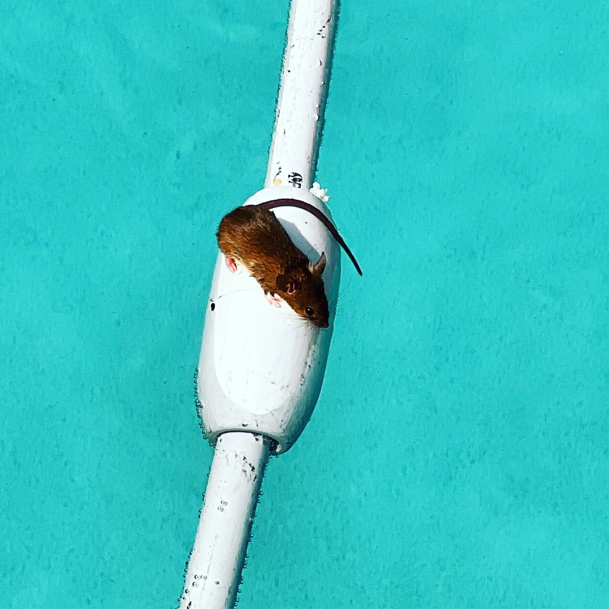 It’s so hot, the wildlife is even jumping in the pool! #jackoliverpools