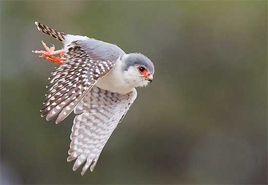 keeper_chat's tweet image. Calling all bird nerds - new episode on the pygmy falcon is out now! buff.ly/2wokCfP