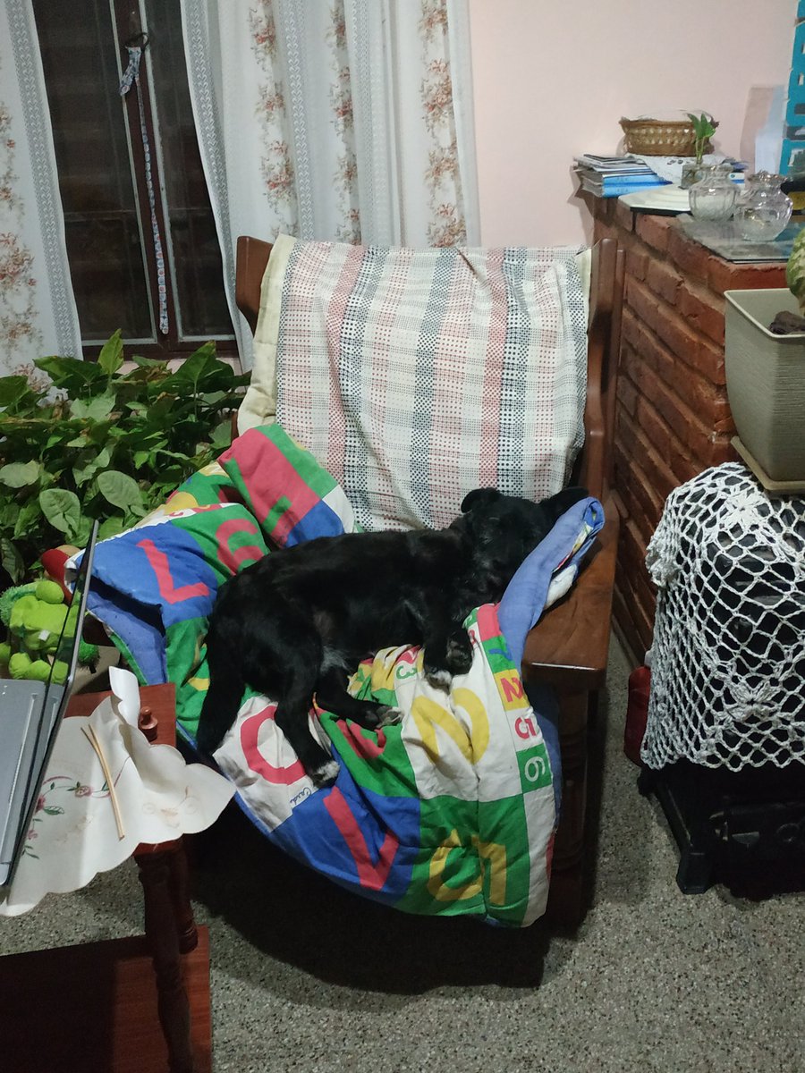 Vengo al pueblo y la perra tiene un sillón para ella y mi viejo le pone un acolchado para que esté más cómoda 🤌🏼