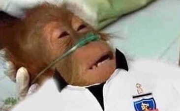 MatiasExequiel's tweet photo. #VamosColoColo un meme que nunca pasa de moda https://t.co/WEBrMRYyEp